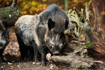 wild boar in the woods