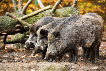 wild boar in the woods
