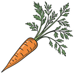 Detailed hand-drawn illustration of a fresh orange carrot with lush green tops. Healthy eating and organic vegetable concept isolated on white