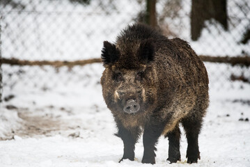 wild boar in winter forest