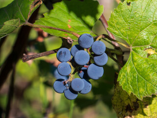Fresh Grapes on Vine in Golden Sunlight