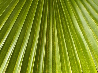 Fototapeta premium Green palm leaf, macro view. Exotic background 