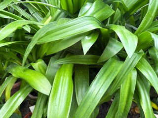 Obraz premium Exotic green leaves growing in the forest