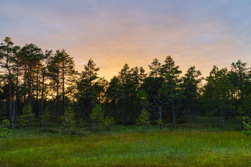 A beautiful sunset with a golden sky glows behind the silhouette of pine trees in the tranquil and scenic Viru Bog, Estonia.