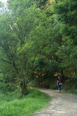 A woman walks alone through the forest, a route on the Camino de Santiago that passes through green forests and many trees. 