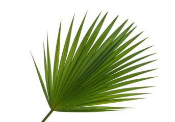 Vibrant green palm leaf radiating outwards against a pure black background.