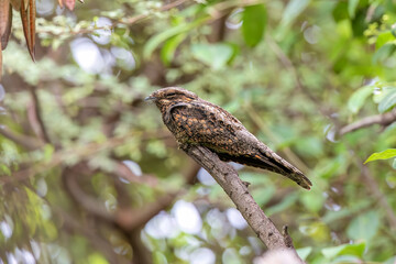 Jungle nightjar (Caprimulgus indicus) at Bhigwan, Maharashtra, India.
