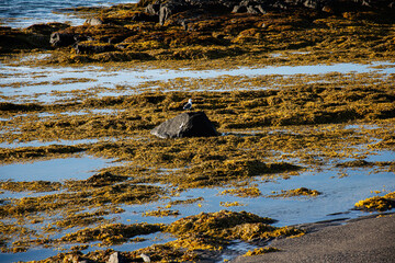 Seagull perched on a rock amidst seaweed, Icelandic coastal seascape