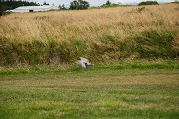 Seagull flying over a grassy field with Icelandic countryside in the background