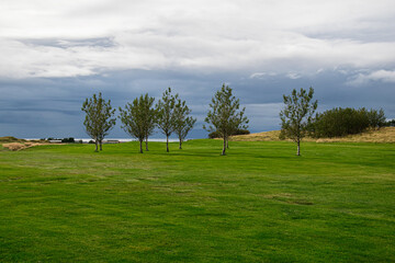 Beautiful tree line on a grassy field under a cloudy sky in Iceland