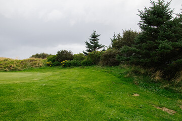 Lush green landscape with bushes and conifer trees under overcast Icelandic sky