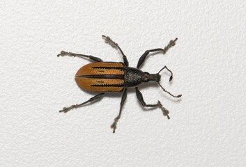 Diaprepes Root Weevil Diaprepes abbreviatus on white background nature pest control agriculture.