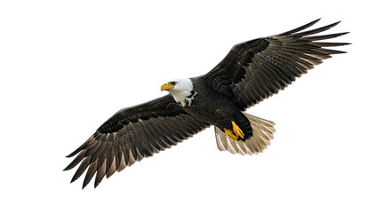 Fototapeta premium Majestic American Bald Eagle soaring through the air with wings spread wide.