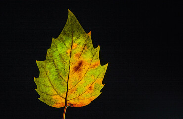 Isolated Autumn Leaf on Monochrome Background – Minimal Fall S