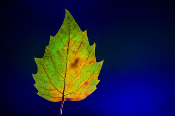 Isolated Autumn Leaf on Monochrome Background – Minimal Fall S