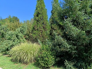 a bright and successful combination of coniferous and decorative flowering plants in a flowerbed