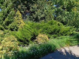 composition of coniferous plants in autumn garden