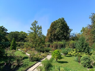 composition of coniferous plants in autumn garden