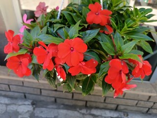 fiery red flowers of balsam