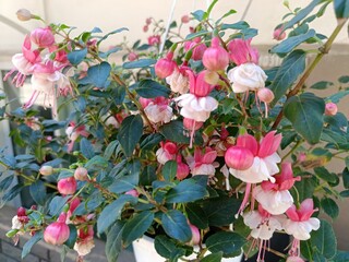 delicate flowers of double two-color fuchsia