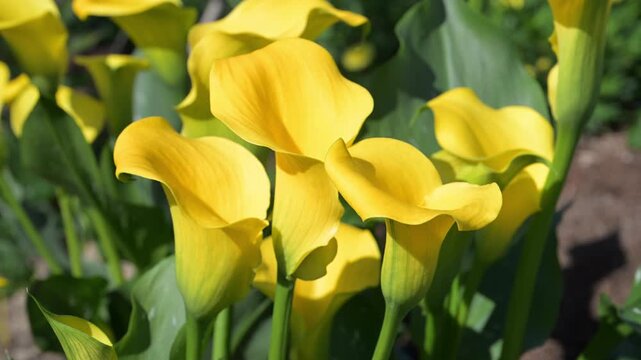 Beautiful blooming Calla lily flowers.