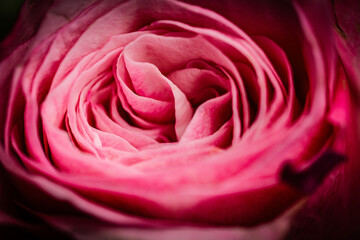 Pink Rose Still Life &ndash; Elegant Floral Composition on Soft Back