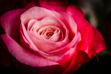 Pink Rose Still Life – Elegant Floral Composition on Soft Back