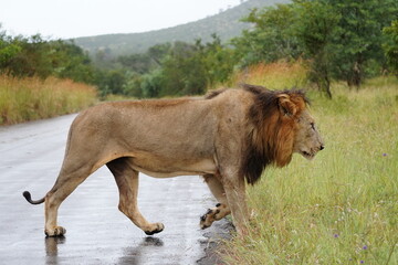 Lion at Kruger National Park