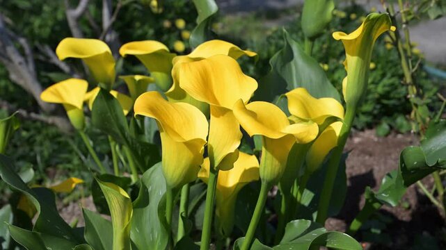 Beautiful blooming Calla lily flowers.