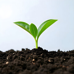 Vibrant green seedling emerging from rich dark soil, symbolizing growth and new beginnings