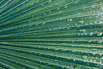 green binary code