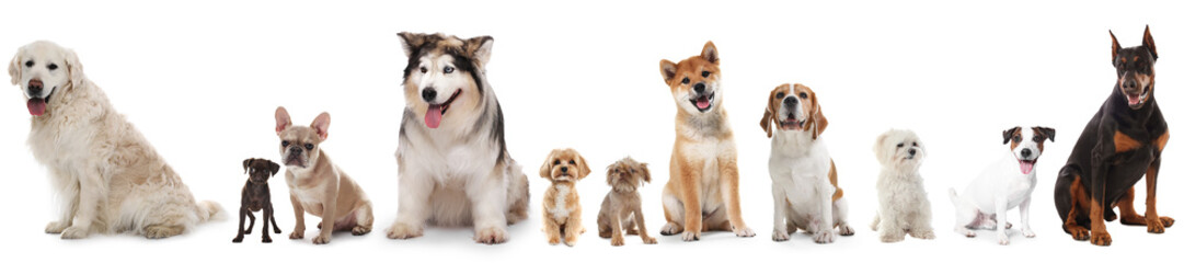 Fototapeta premium Dogs of different breeds isolated on white, collage