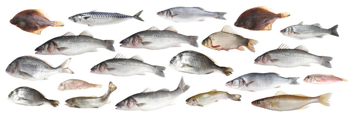 Different types of raw fish isolated on white, collage