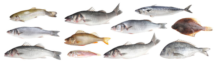 Different types of raw fish isolated on white, collage