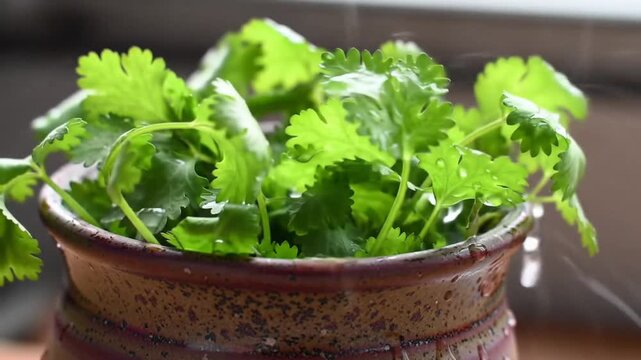 Fresh coriander bunch in pot