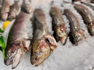Experience the delight of Fresh Trout displayed on Ice in our Premium Seafood Display today. Highquality trout elegantly displayed on ice, ideal for various culinary projects and seafood marketing