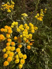 Immortelle, medicinal plants, yellow flowers 