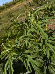 green plant in the garden