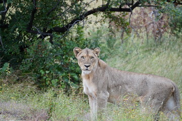 Lioness and Kruger National Park, South Africa