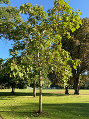 Paulownia Tomentosa, round topped deciduous tree also called foxglove tree, loaded with fruit,...