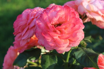 Dark background with a bright pink rose buds in a summer garden. Beautiful natural background....