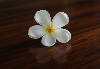 Fototapeta premium A single white plumeria flower with a yellow center resting on a polished, dark wooden surface, creating a soft reflection.