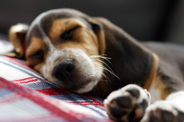Beagle puppy sleeping on a plaid blanket.