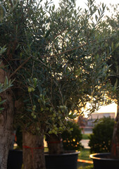 Olive trees at the golden hour