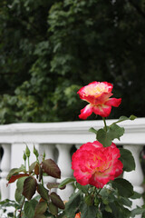 Beautiful red orange roses on a blurred background of a summer garden. Beautiful natural background. Delicate petals. Gardening. Fragrant rosebud close-up. Roses. 