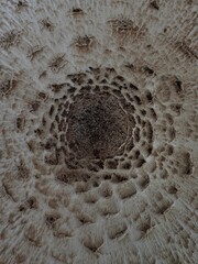 Texture of a gray-white umbrella mushroom
