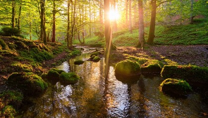 Obraz premium sunlit stream in a mossy forest reflecting the golden hour