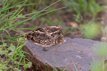 Indian nightjar (Caprimulgus asiaticus) at Bhigwan, Maharashtra, India