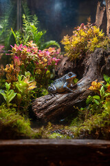 Ethereal Glow on a Blue-Speckled Frog in a Colorful Rainforest Terrarium