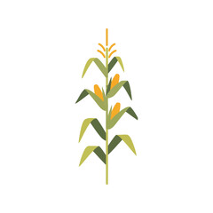 Simple corn stalk with ears illustration fresh organic vegetable natural farm harvest element vector © azad